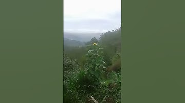 Thumbnail of #music #song #naturnatural flower#naturemusic #ytshorts #ihavethisthingwithplants