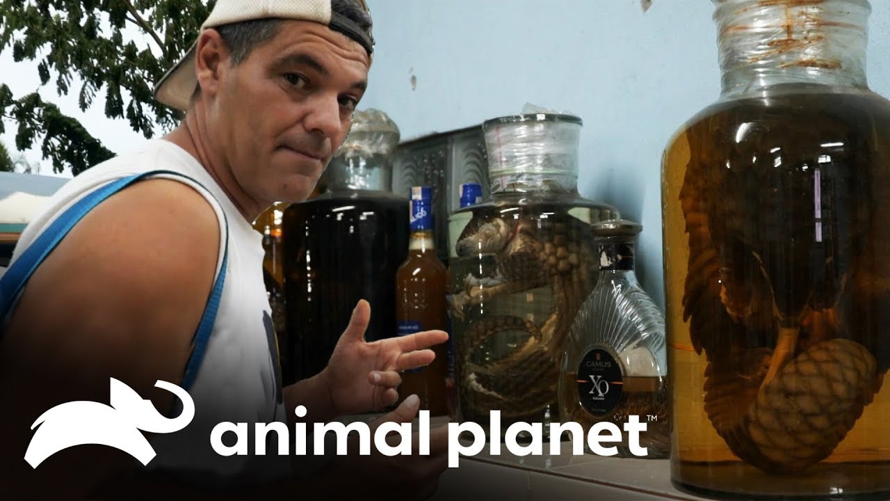 Animais são sacrificados para a fabricação de uísque |Perdido no Sudeste Asiático:Tráfico de Animais video editing software free