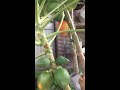 20160818 サンルーフの banana papaya plants