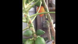 20160818 サンルーフの banana papaya plants