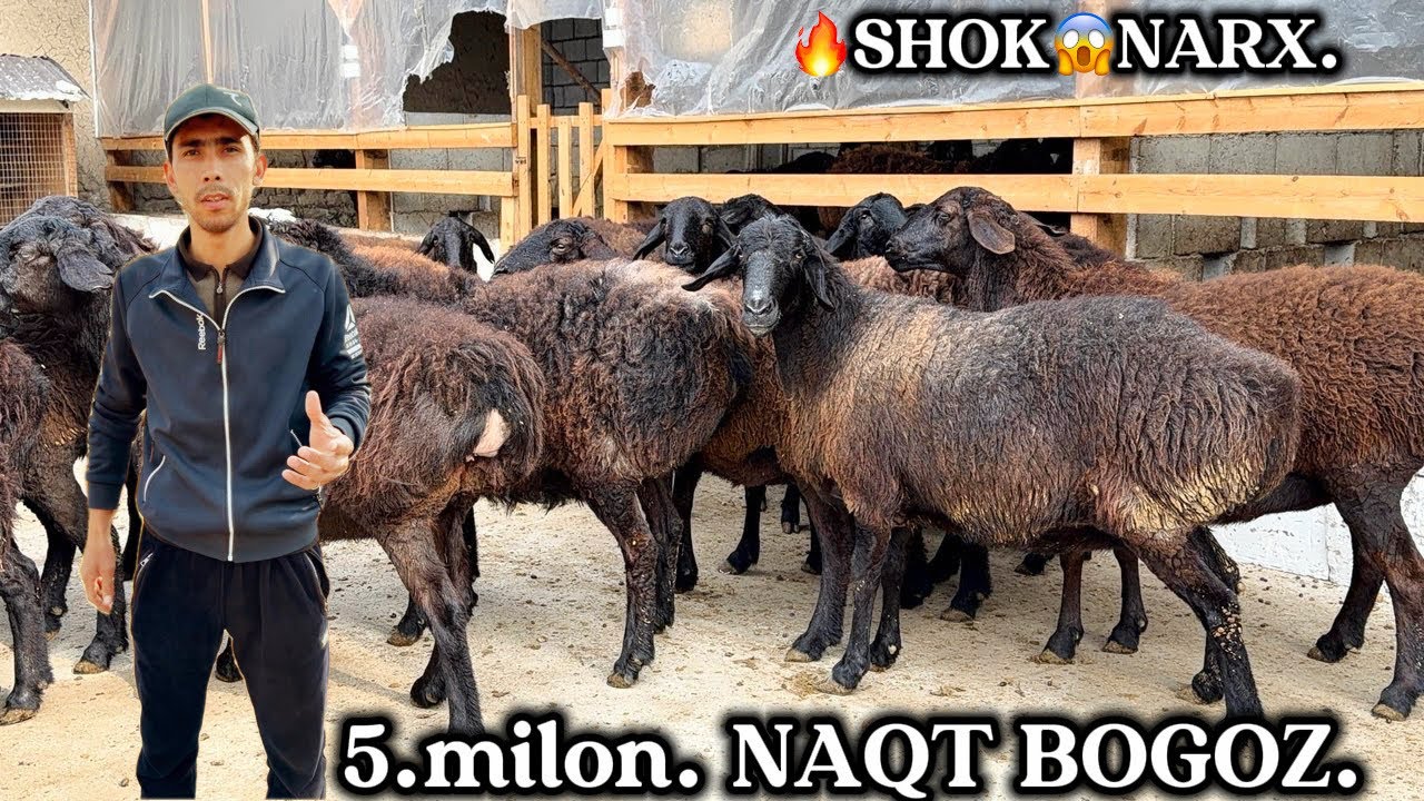 😱 5.milon NAQT BOGOZLAR.🔥 ONA-BOLA QOYLAR .😱NARXLAR TUSHIB KETTI.