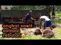 Angkat sawitsampai rebutan