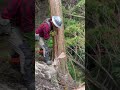 Lumberjack skunk 伐倒