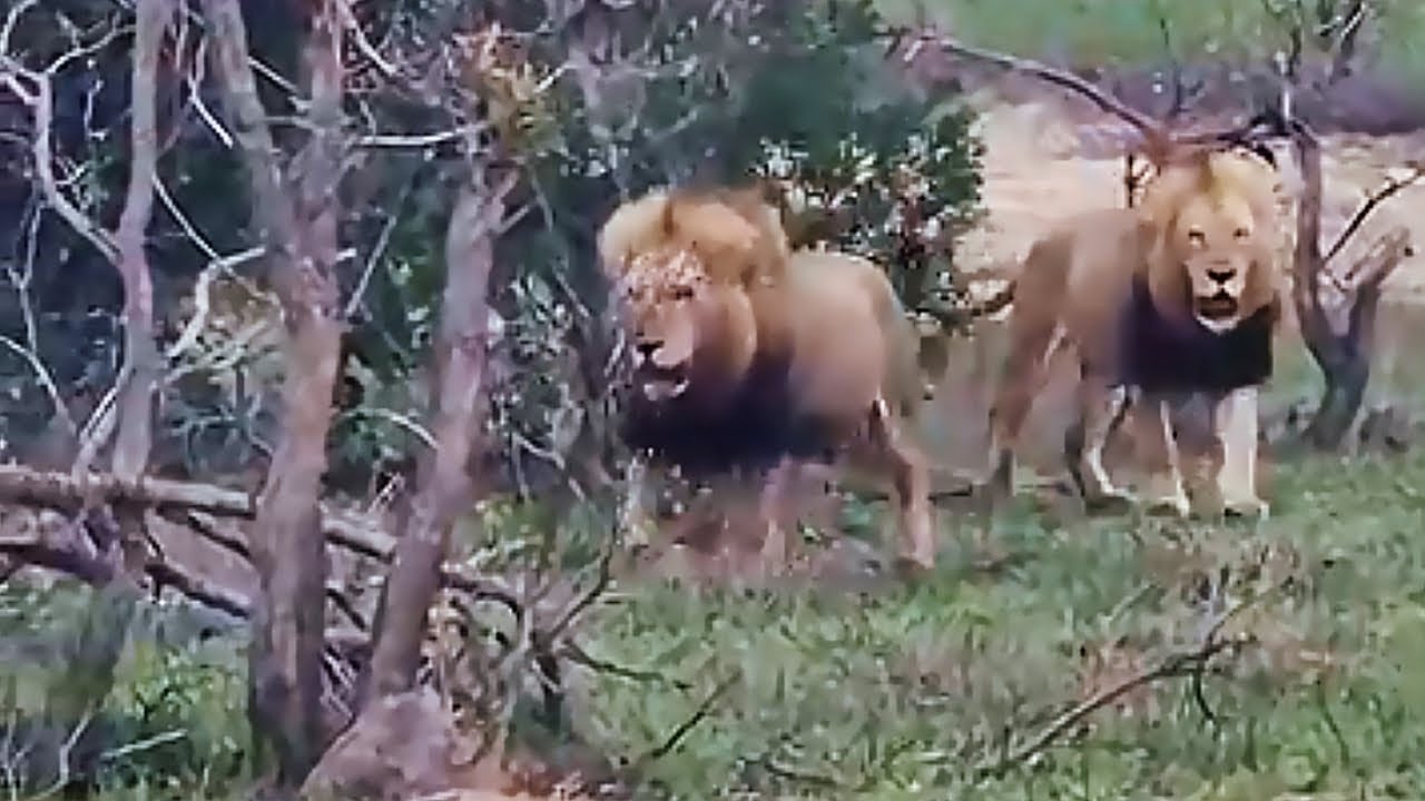 Massive Plains Camp Male Lions on Patrol | Sabi Sands | 5 November 2025