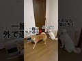 犬の雑学‼️犬の「伸び〜!」には「一緒に遊ぼ!」っていう意味もある‼️#赤柴は最近よくしゃべる🗣️#早くお外行きたいのに焦らしてごめん🙇#白柴は終始クール#柴犬#多頭飼い#shibainu#dog