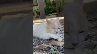 Cat repetitively cleans his face and paws. Cat in Thailand.  #shorts