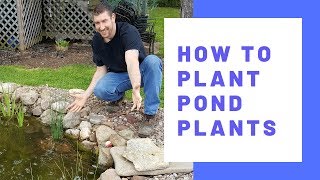 How To Plant Pond Plants