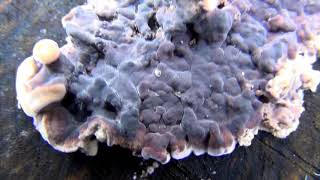 A beautiful violet mushroom, Condrostereum purpureum, wild fungus