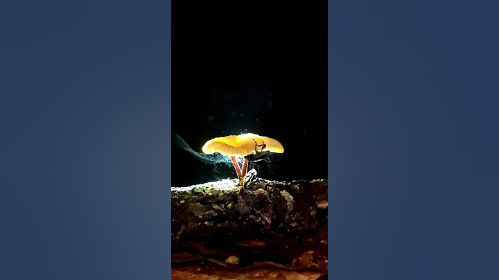 ESCARABAJO LIBERANDO ESPORAS DE UN HONGO 🍄