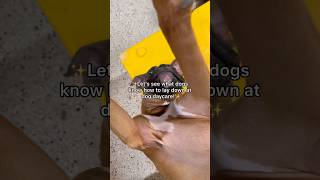 Lets See What Dogs Know How To Lay Down At Dog Daycare