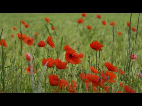 5229017 Blooming Flower Fields 3840x2160 - YouTube