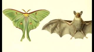Luna moths use their tails solely for bat evasion