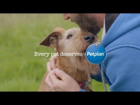 Pethood Stories | Meet Murphy and Sean | Petplan