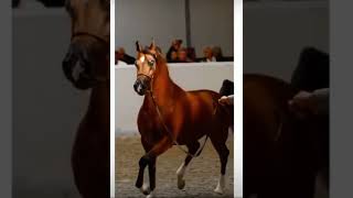 خيل وخياله حالات واتس خيل  خيل عربي قصير #shorts #reals#horses #خيل #خيل_عربي_اصيل حالات واتس اب