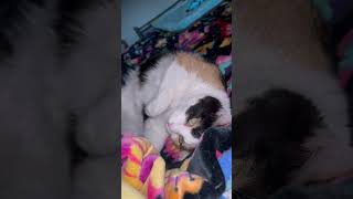 Calico showing her cute belly! by My Pampered Kitties 77 views 1 day ago 1 minute, 9 seconds