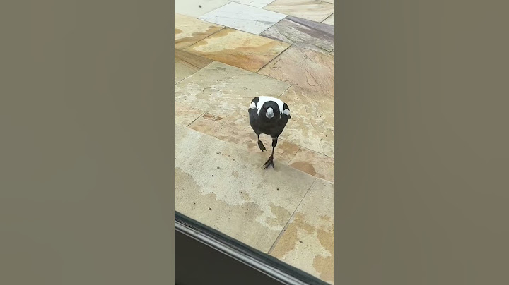 Voyeur Magpie 😳 😂 Morris magpie always watching me! #magpies #birds #shorts #shortsvideo #bird #lol