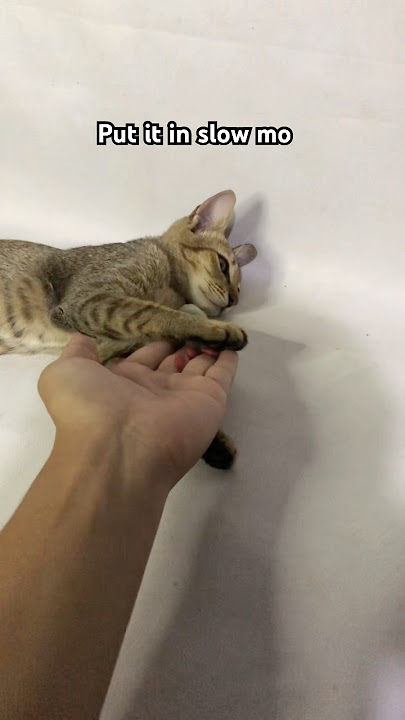 #funny #helpmemakethismakesense #cat #suncats #cuteanimal #funny