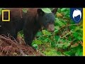 Observing Bears: Challenges and Insights