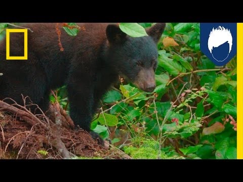 Video: Hängs björnar i träd?