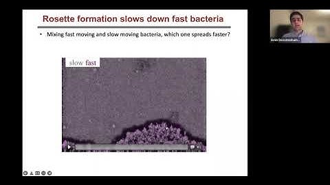 Amin Doostmohammadi | Taming Active Matter: from ordered topological defects to autonomous shells
