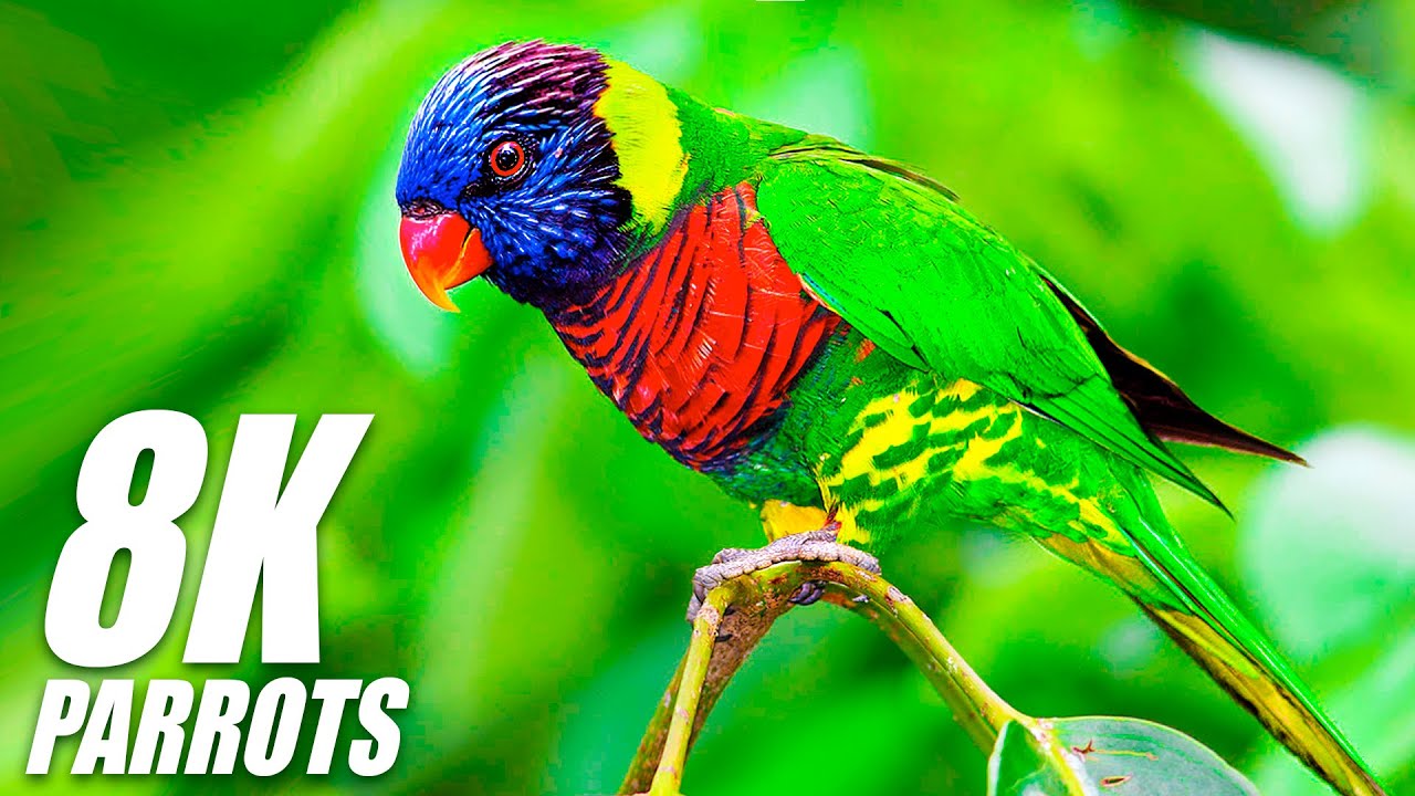 Wild Parrots Special Collection in 8K HDR 60FPS ULTRA HD - YouTube