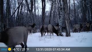 Elk in Earthfires Wildlife Corridor