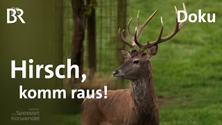 Rotwild im Spessart: Wo zeigt sich der röhrende Hirsch? | Zwischen Spessart und Karwendel | BR