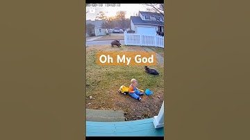 Lợn rừng xông vào sân nhà, em bé suýt gặp nạn!Terrifying moment: Wild boar charges into yard