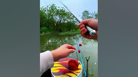 Câu Cá Diếc Ổ Bèo Giật Đã Tay | Đi Câu Cá Sông