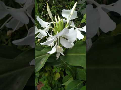 Video: Butterfly Ginger Lily Care - Hedychium Ginger Lelies kweken