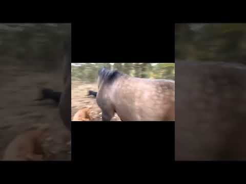 horse kicks , farts on dogs, runs away #dog #horse #fart #kick #run