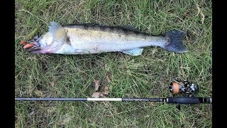 Судак: 2200 гр. Щука: 1750 гр. Марьино - МР. 4К HD
