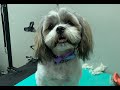 Trimming A Wiggly Puppy’s Face