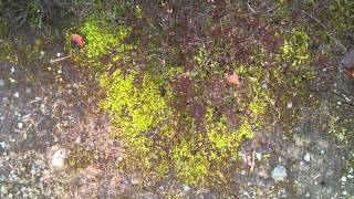 Spring has Sprung 1 - Glengavel Forest by Strathaven 22march11