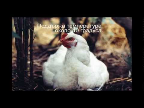 Видео: Как да отглеждаме пилета за яйца (със снимки)