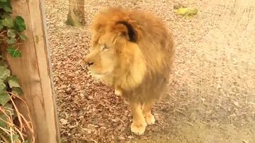 GaiaZoo de leeuwen