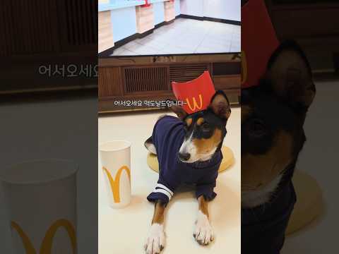 멍도날드 🍔🐶 #macdonald
