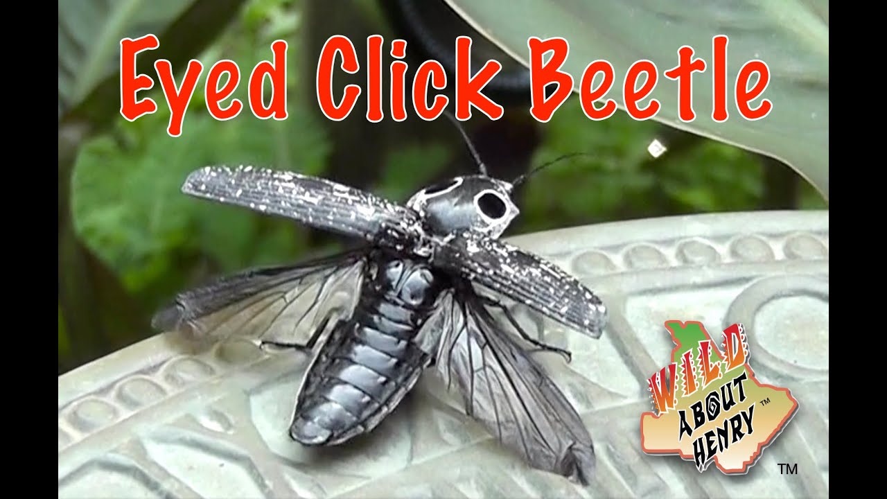Georgia Eyed Click Beetle Clicking Flipping Flying YouTube Georgia Eyed Click Beetle Clicking Flipping Flying YouTube