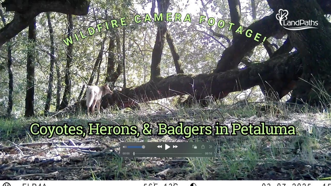 Herons, Coyotes, and Badgers at Lafferty Ranch in Petaluma - YouTube