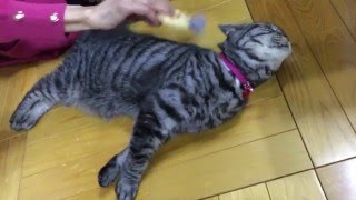 ピロコーム　小動物・猫・小型犬の短毛用　（E1　やわらかめ）ペット用ブラシ