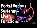 Portal Venous Systems, Hepatic Portal System and Liver Functions, Animation