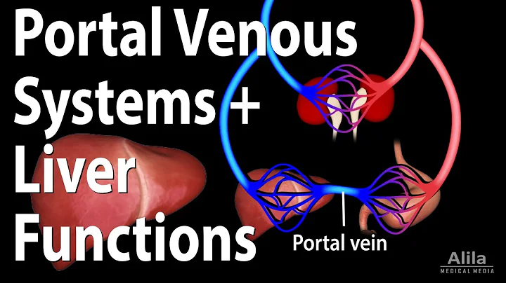 Portal Venous Systems, Hepatic Portal System and Liver Functions, Animation - DayDayNews