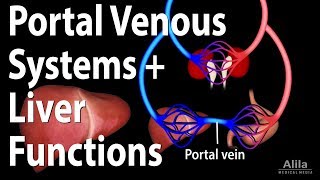 Portal Venous Systems, Hepatic Portal System and Liver Functions, Animation