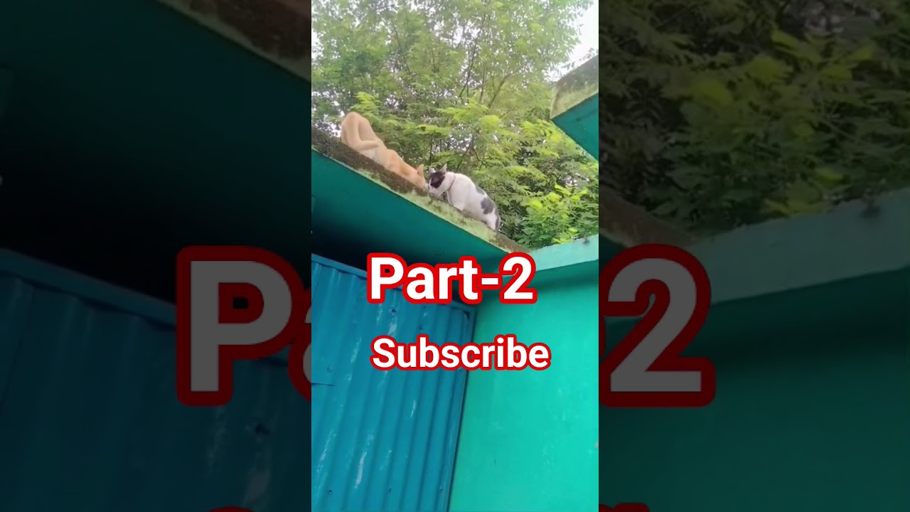 Khushi and minu frighting part-2 #subscribe #like#share#comment#short#black cat#viral#lovely