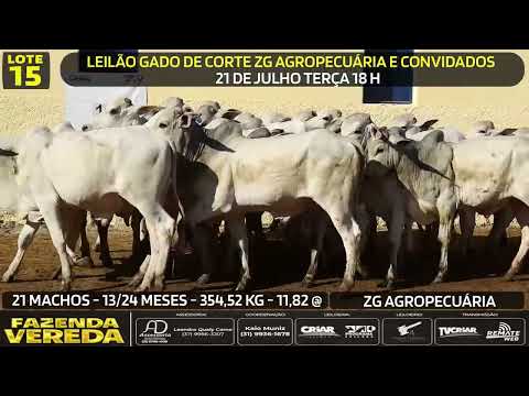 Lote 15 - 21 MACHOS - 13/24 M - 354,52 Kg - 11,82 @