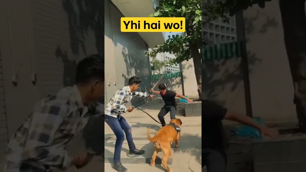 pitbull attack Lucknow killed owner's mother - original video of the pitbull attack Lucknow