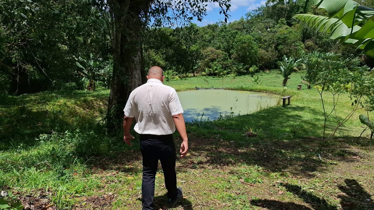 SEMI PORTEIRA FECHADA SITIO DE 1,5 ALQUEIRES COM 2 TANQUES, 1300 PÉS DE PALMITO PUPUNHA E ÓTIMA CASA