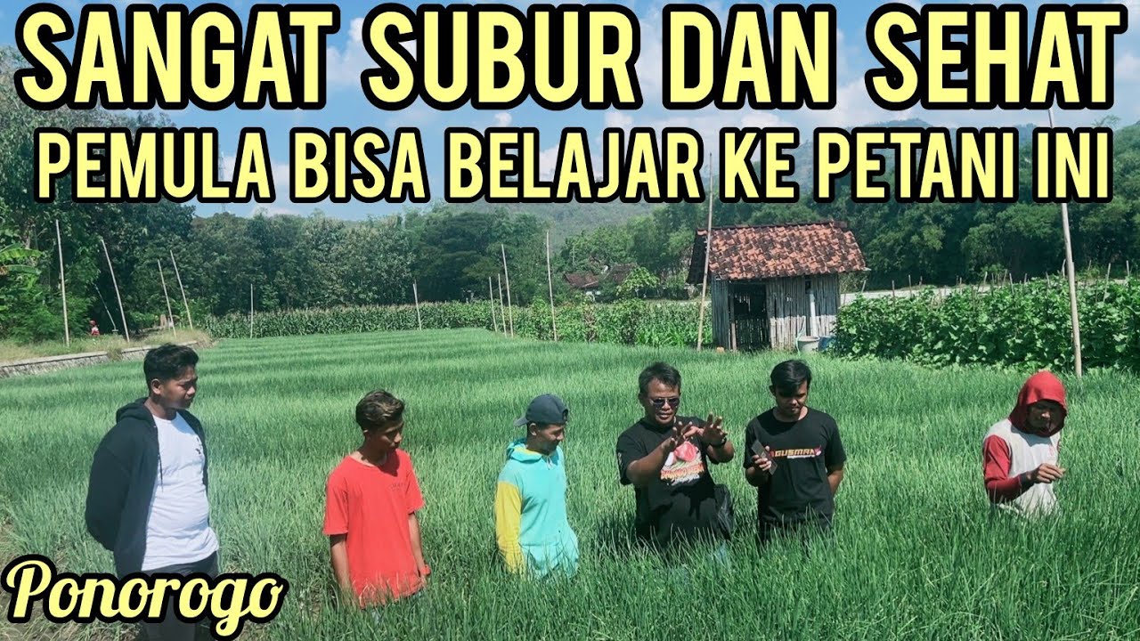 LUAR BIASA!!! PATUT DI CONTOH INI TANAMAN SANGAT SUBUR DAN SEHAT