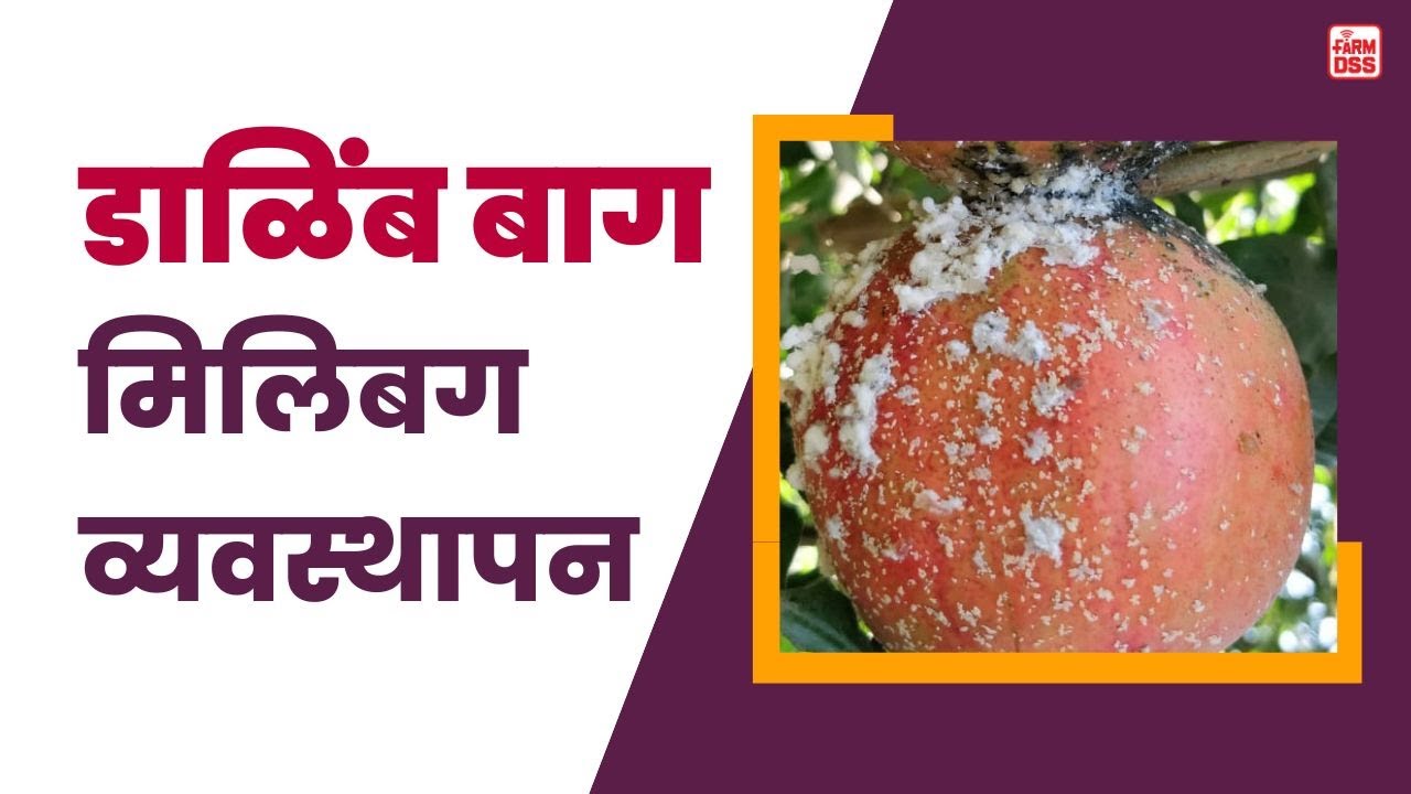 प्रश्न क्रमांक 90 - डाळिंब पीक मिलीबग व्यवस्थापन @BTGore