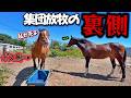 牝馬たちの集団放牧の現実がヤバすぎる…。ボス馬が水飲み場を占領するとこうなっちゃいます。【ツルマルボーイ様のシモベ】